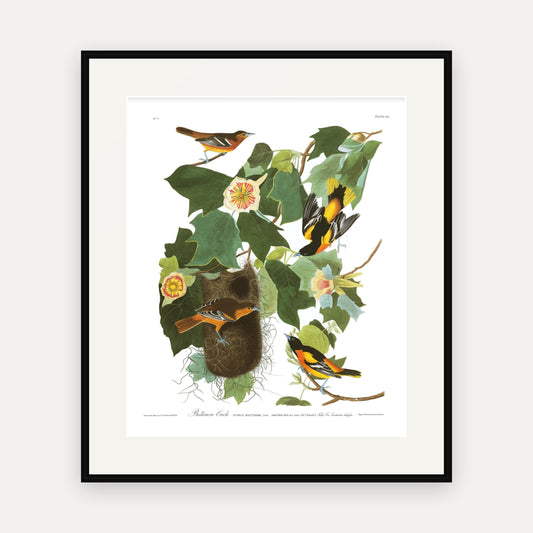 Baltimore Oriole, Audubon Plate 12, mounted in a black frame