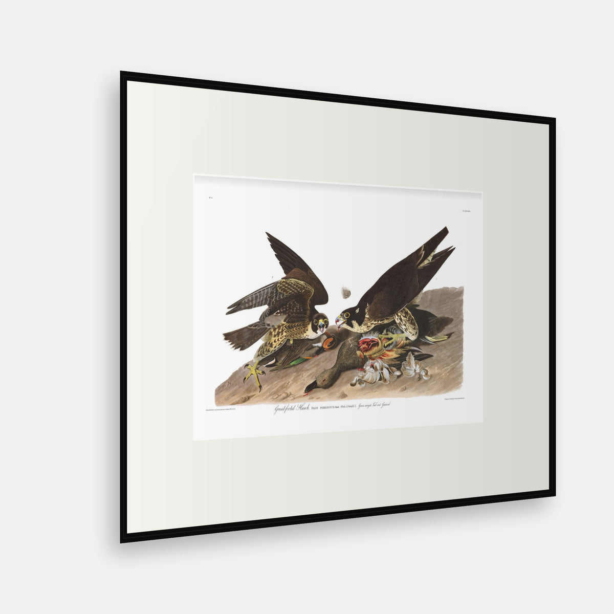 Great-footed Hawk, Audubon Plate 16, mounted in a black frame, angled view