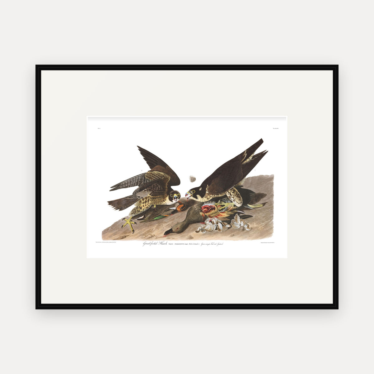 Great-footed Hawk, Audubon Plate 16, mounted in a black frame