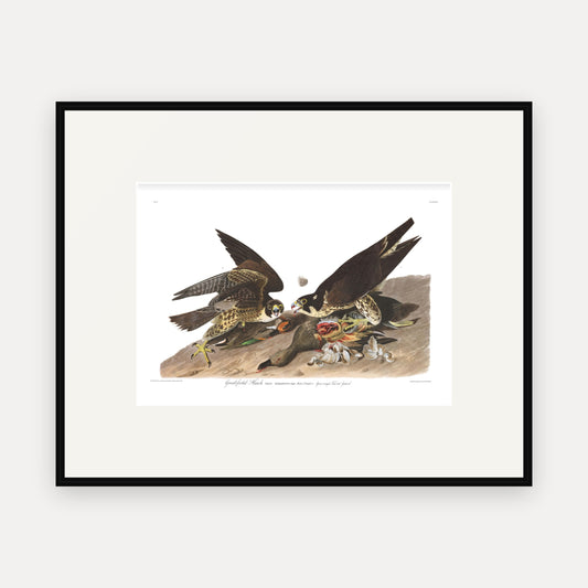 Great-footed Hawk, Audubon Plate 16, mounted in a black frame