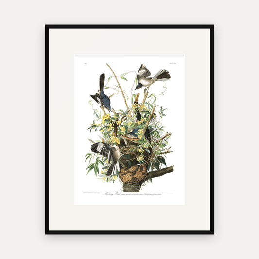 Mocking Bird, Audubon Plate 21, mounted in a black frame