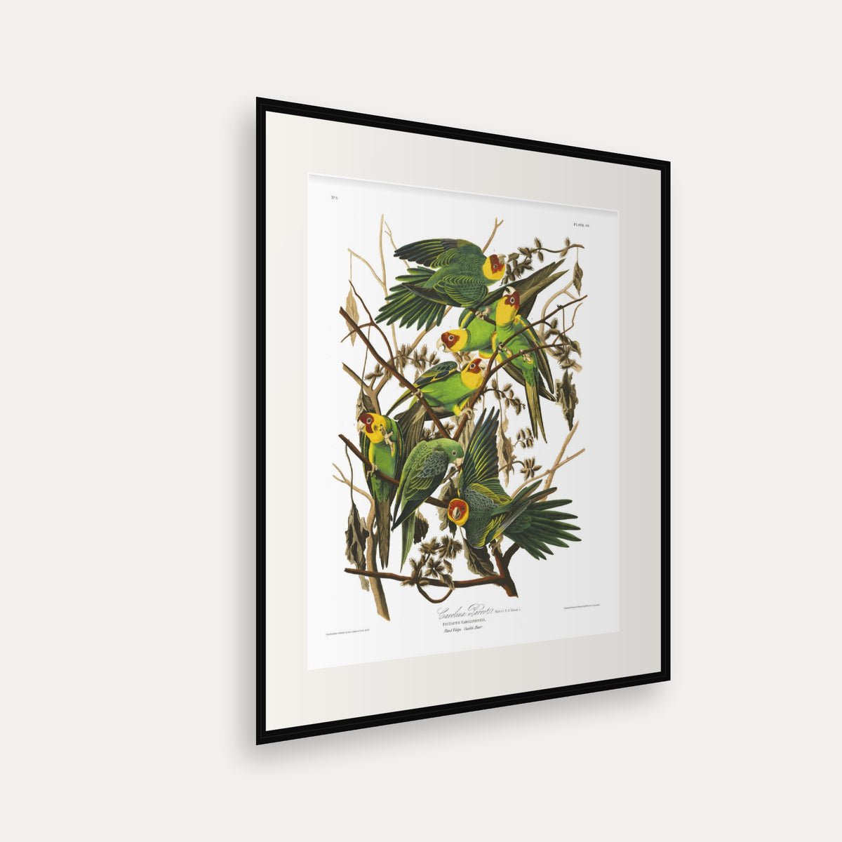 Carolina Parrot, Audubon Plate 26, mounted in a black frame, angled view