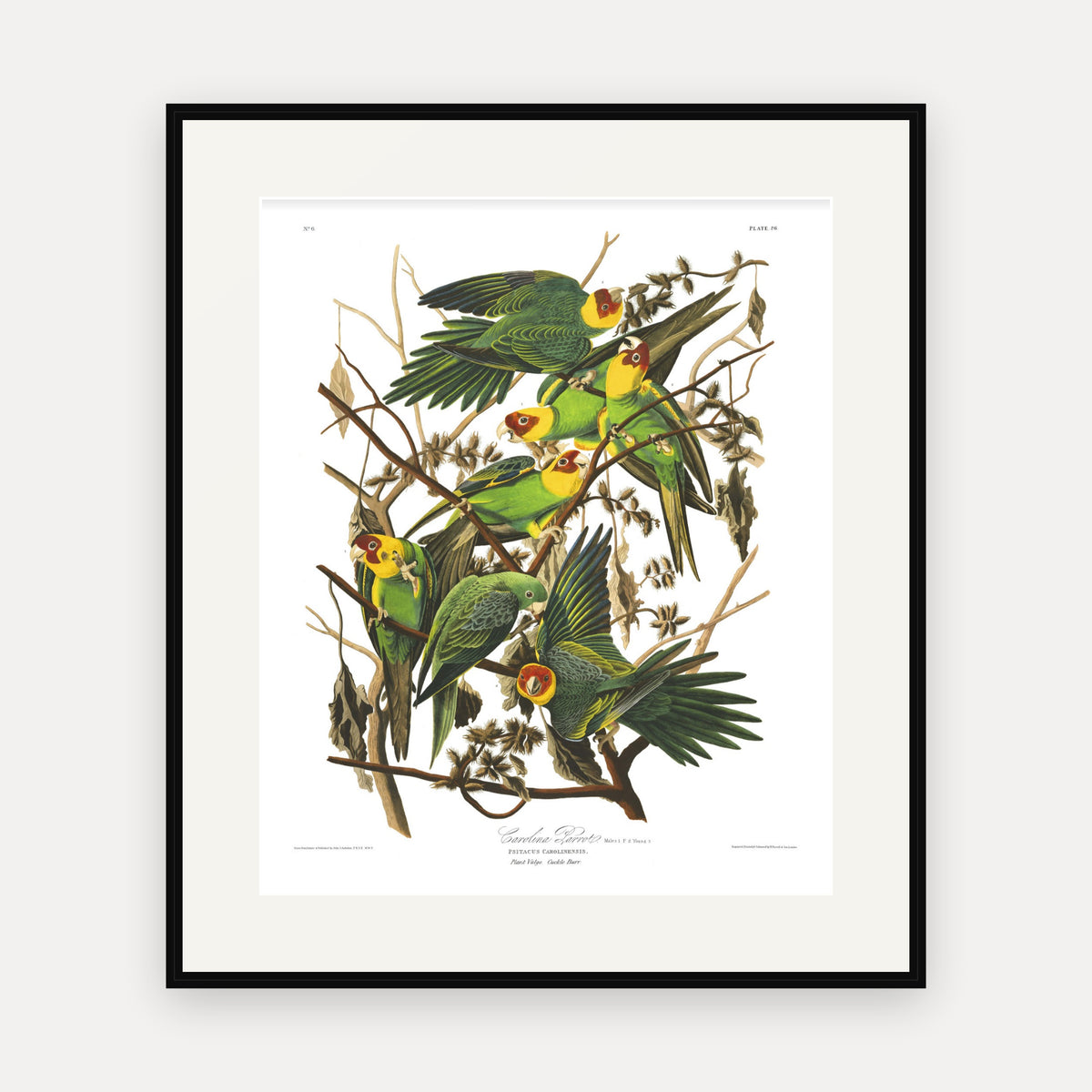Carolina Parrot, Audubon Plate 26, mounted in a black frame