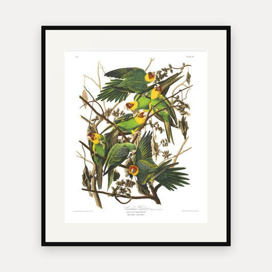 Carolina Parrot, Audubon Plate 26, mounted in a black frame
