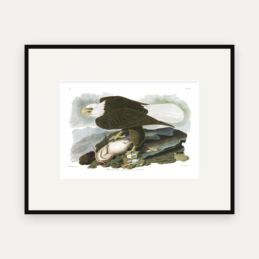 White-headed Eagle, Audubon Plate 31, mounted in a black frame