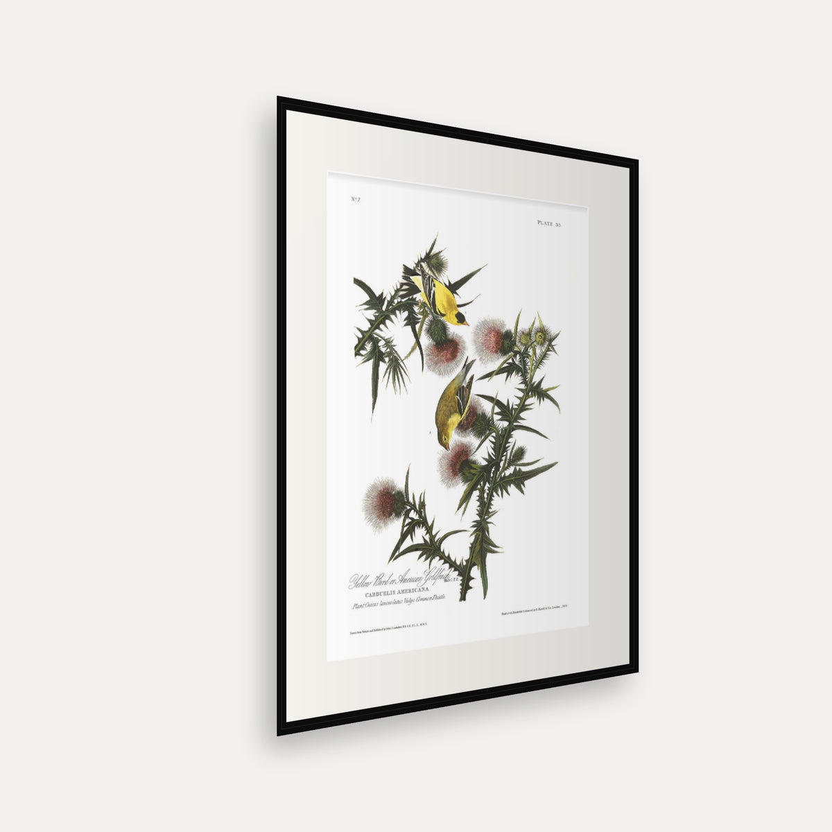 American Goldfinch, Audubon Plate 33, mounted in a black frame, angled view