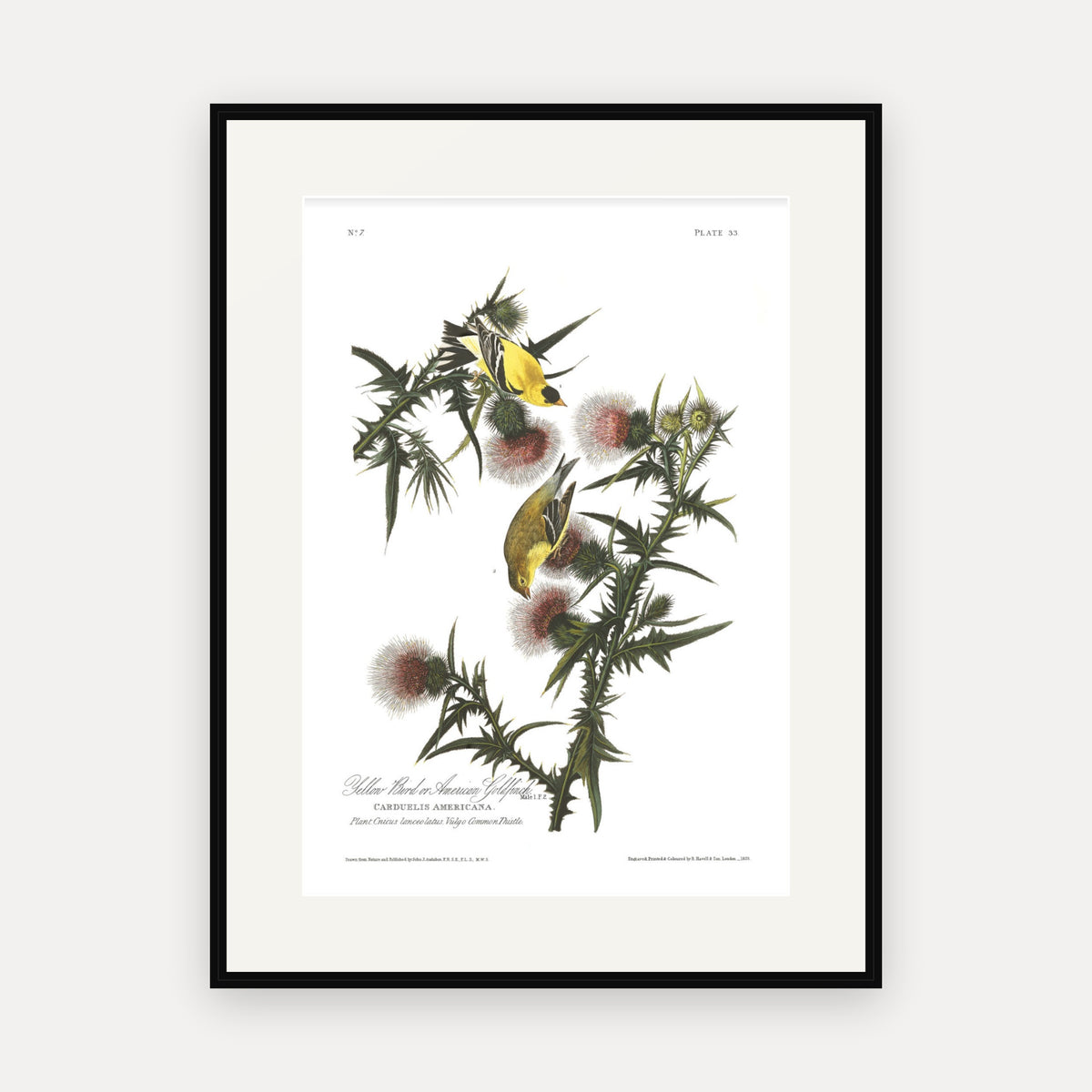 American Goldfinch, Audubon Plate 33, mounted in a black frame