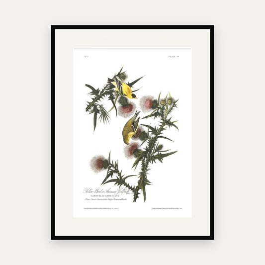 American Goldfinch, Audubon Plate 33, mounted in a black frame