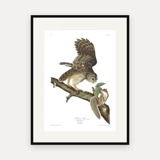 Barred Owl, Audubon Plate 46, mounted in a black frame