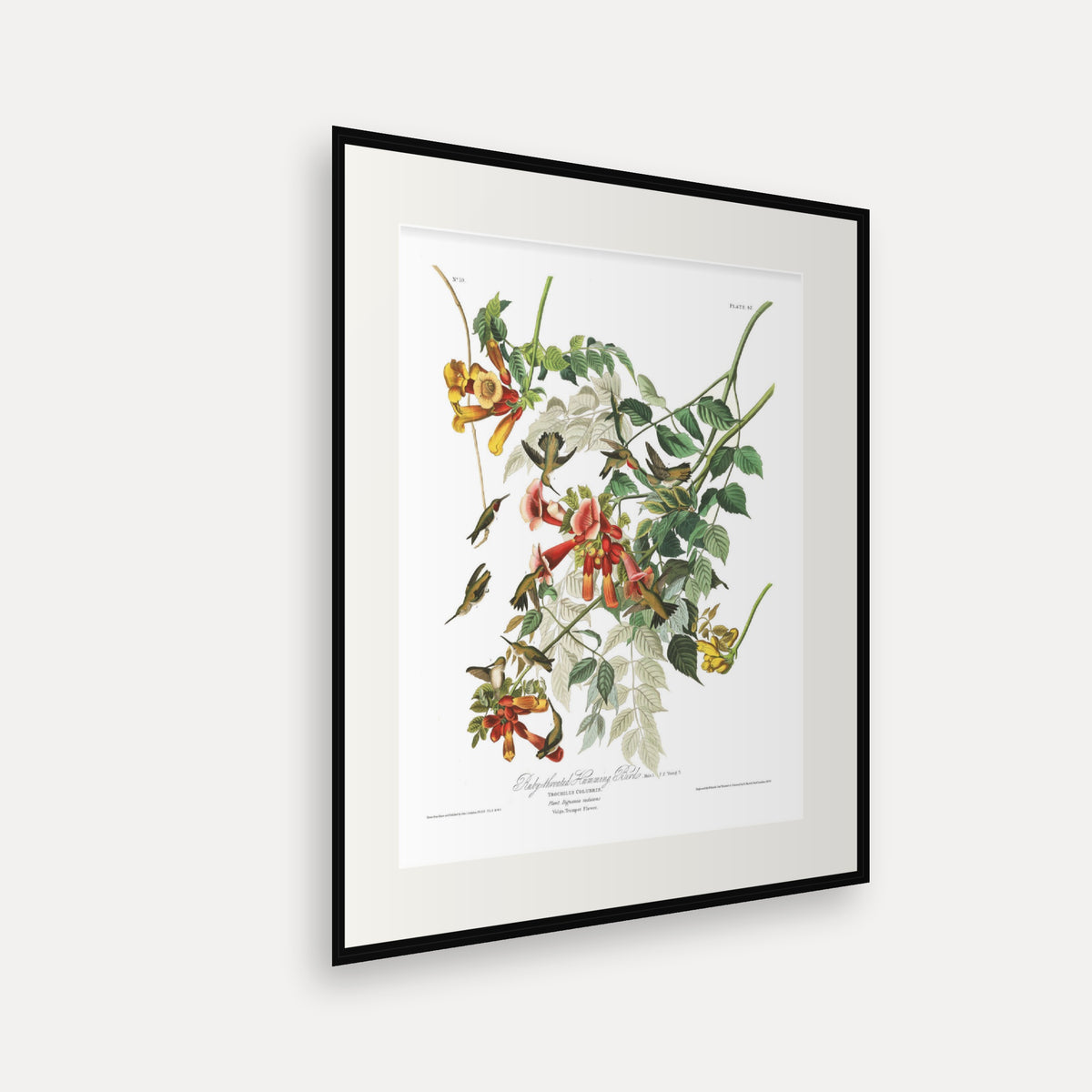 Ruby-throated Humming Bird, Audubon Plate 47, mounted in a black frame, angled view