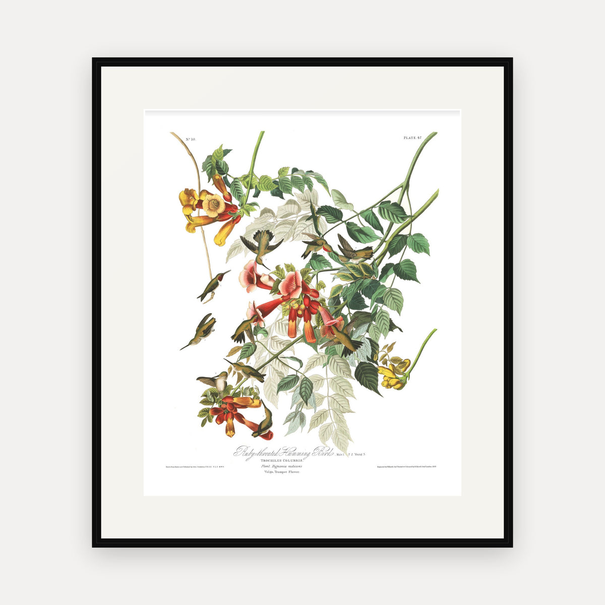 Ruby-throated Humming Bird, Audubon Plate 47, mounted in a black frame