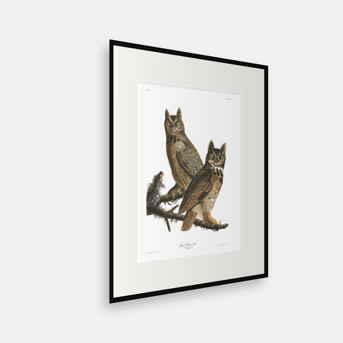 Great Horned Owl, Audubon Plate 61, mounted in a black frame, angled view