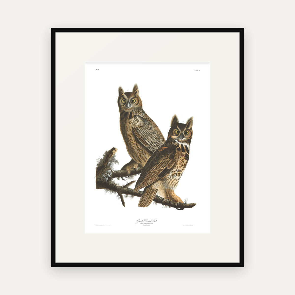 Great Horned Owl, Audubon Plate 61, mounted in a black frame
