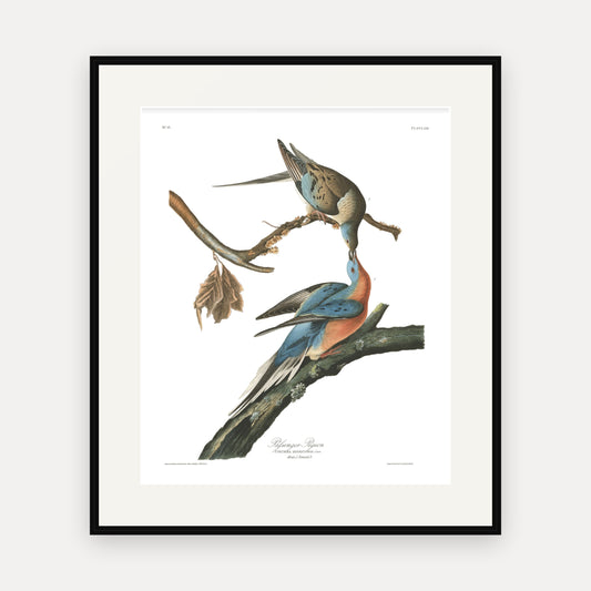 Passenger Pigeon, Audubon Plate 62, mounted in a black frame