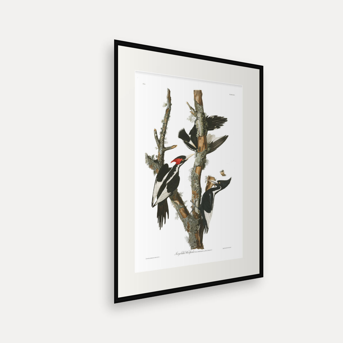Ivory-billed Woodpecker, Audubon Plate 66, mounted in a black frame, angled view