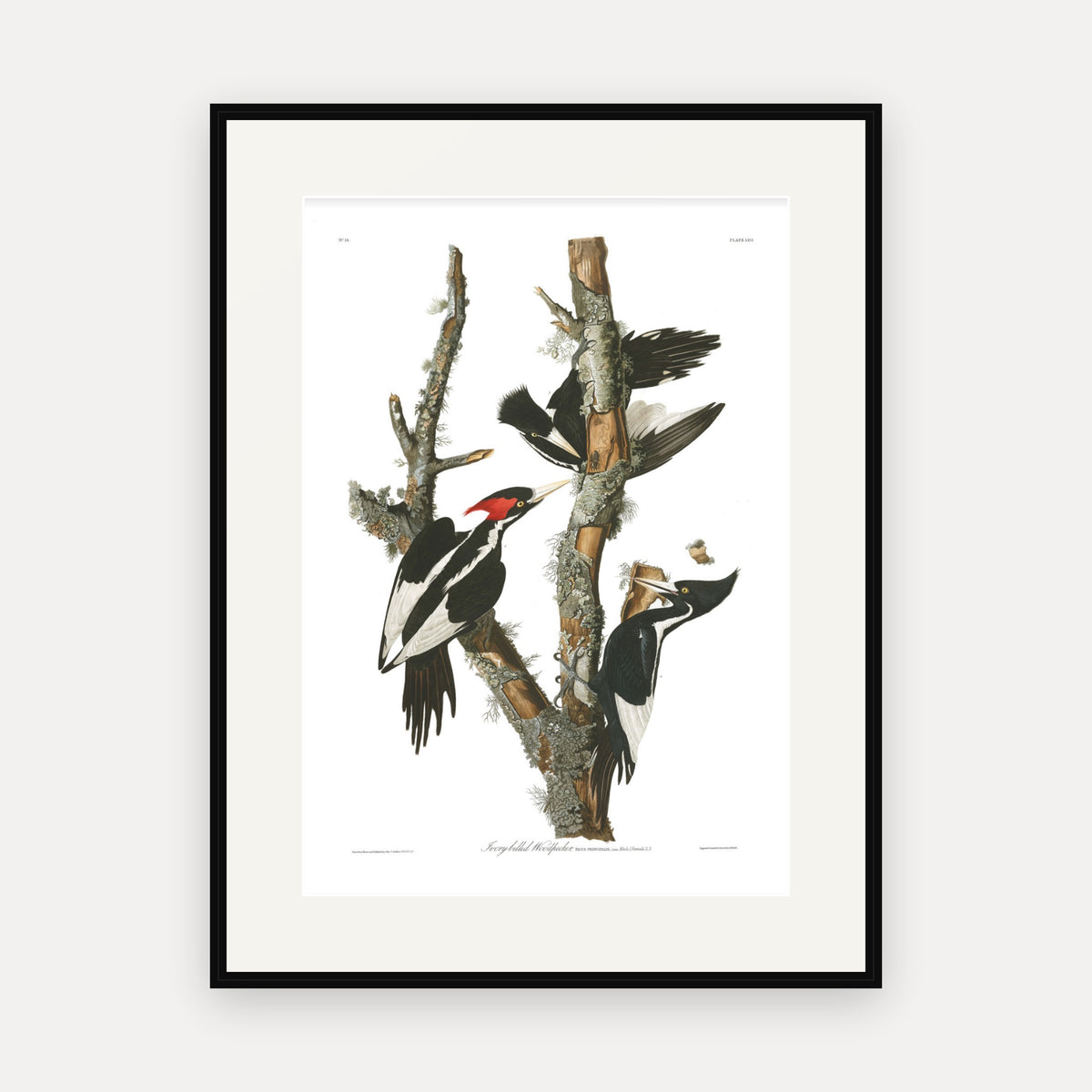 Ivory-billed Woodpecker, Audubon Plate 66, mounted in a black frame