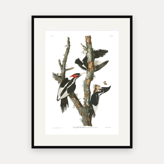 Ivory-billed Woodpecker, Audubon Plate 66, mounted in a black frame