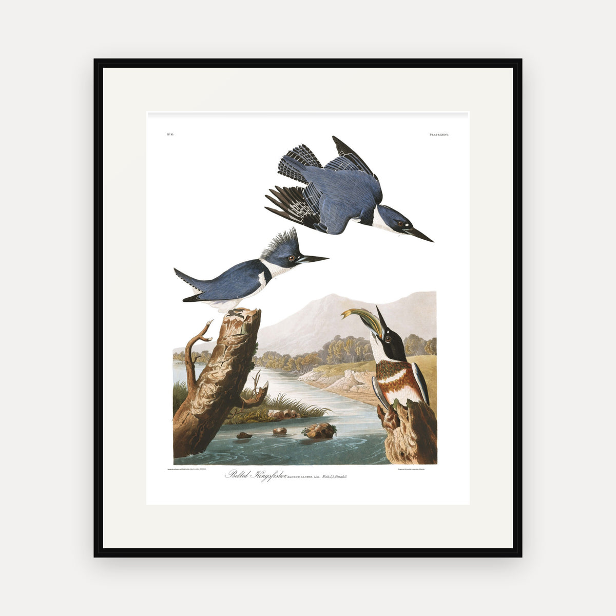 Belted Kingfisher, Audubon Plate 77, mounted in a black frame