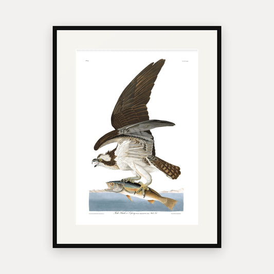 Fish Hawk, or Osprey, Audubon Plate 81, mounted in a black frame