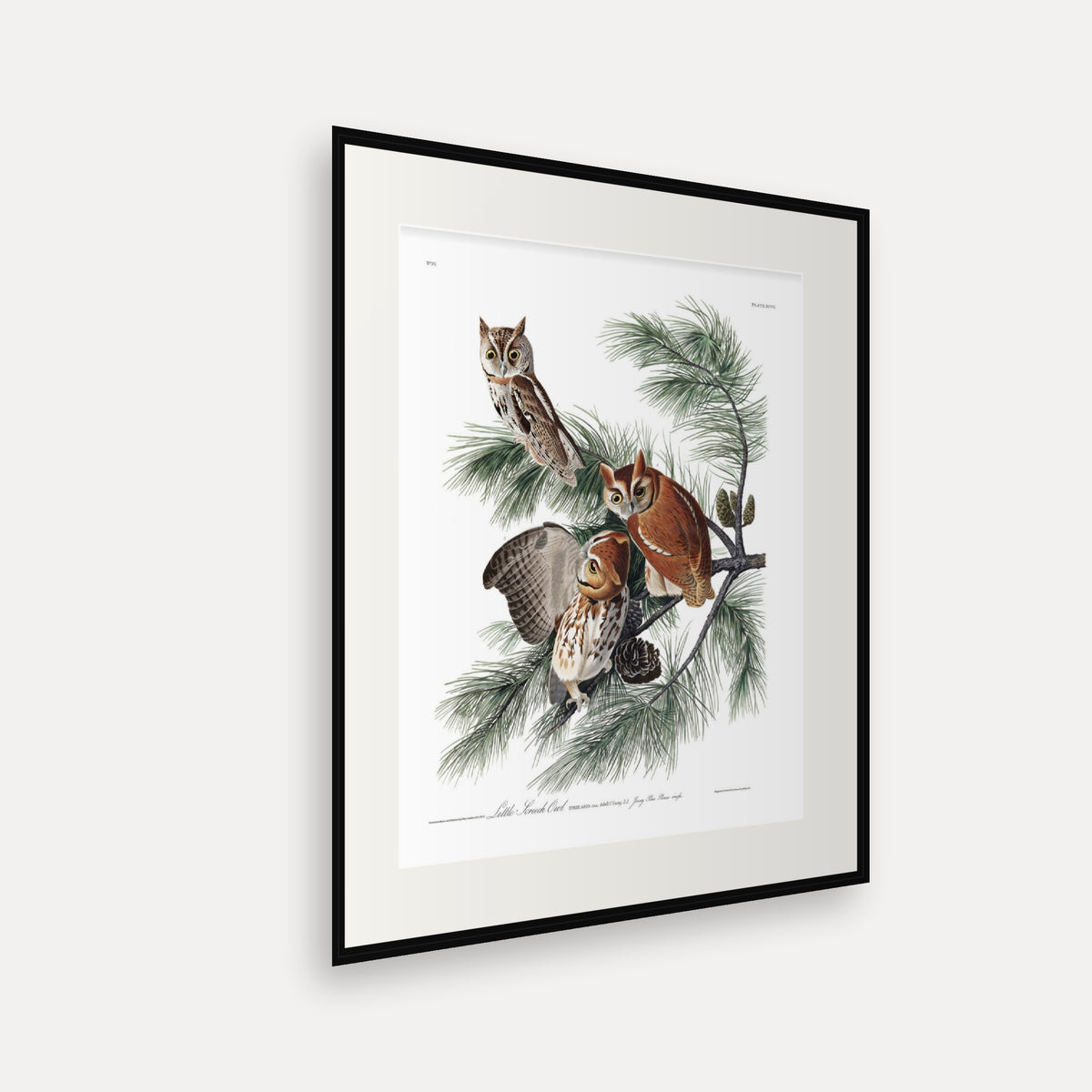 Little Screech Owl, Audubon Plate 97, mounted in a black frame, angled view