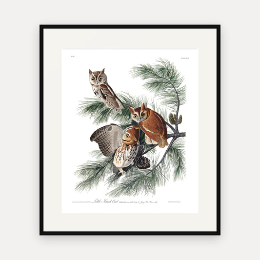 Little Screech Owl, Audubon Plate 97, mounted in a black frame