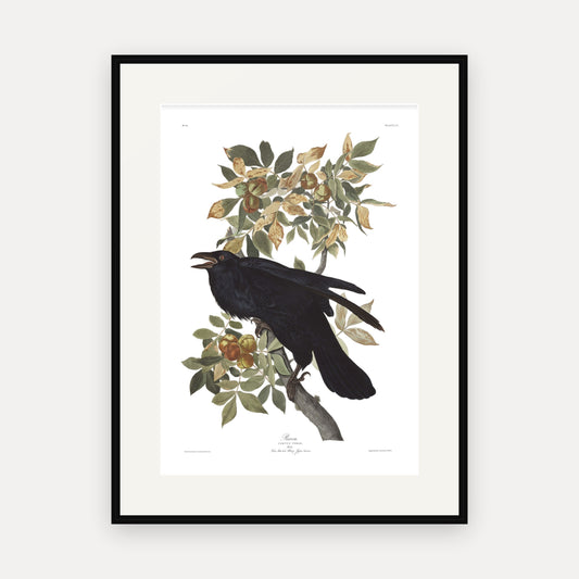 Raven, Audubon Plate 101, mounted in a black frame