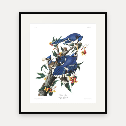 Blue Jay, Audubon Plate 102, mounted in a black frame