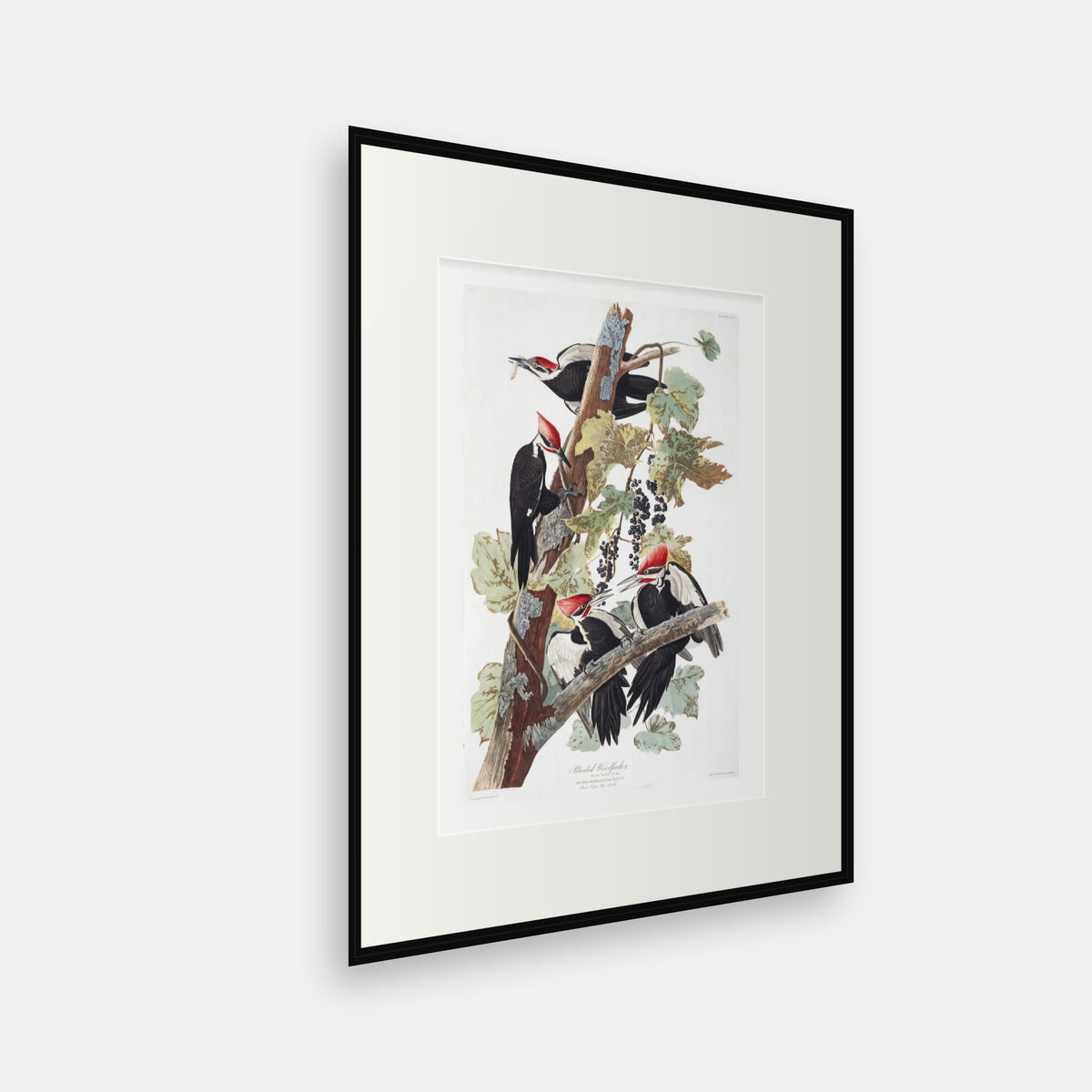 Pileated Woodpecker, Audubon Plate 111, mounted in a black frame, angled view
