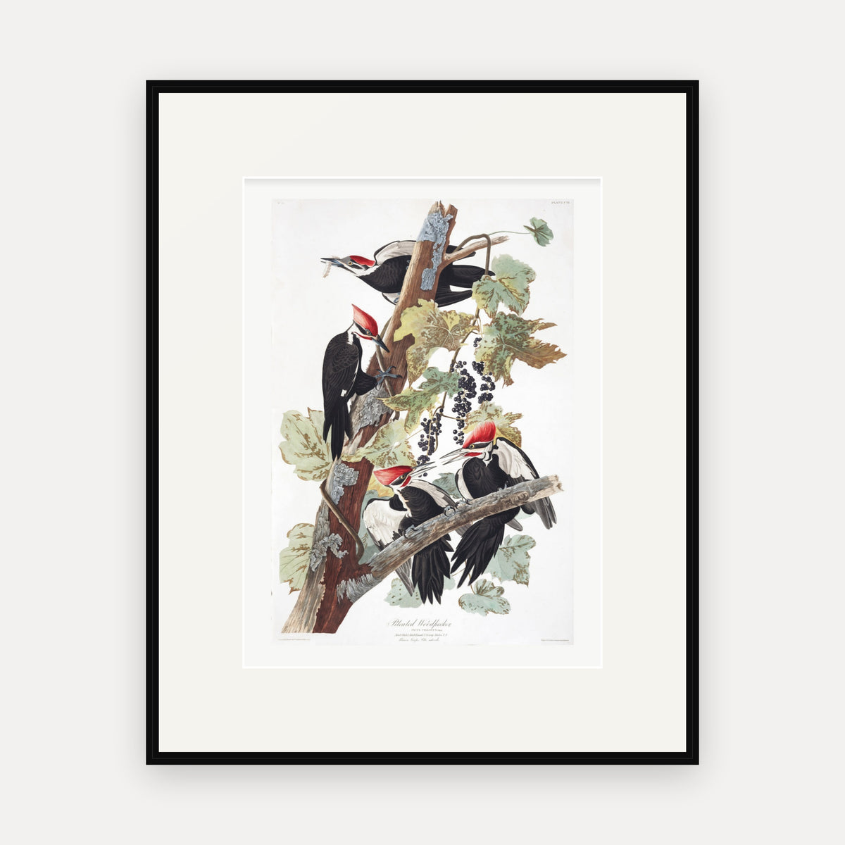 Pileated Woodpecker, Audubon Plate 111, mounted in a black frame