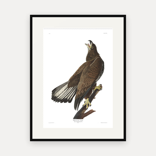 White-headed Eagle, Audubon Plate 126, mounted in a black frame