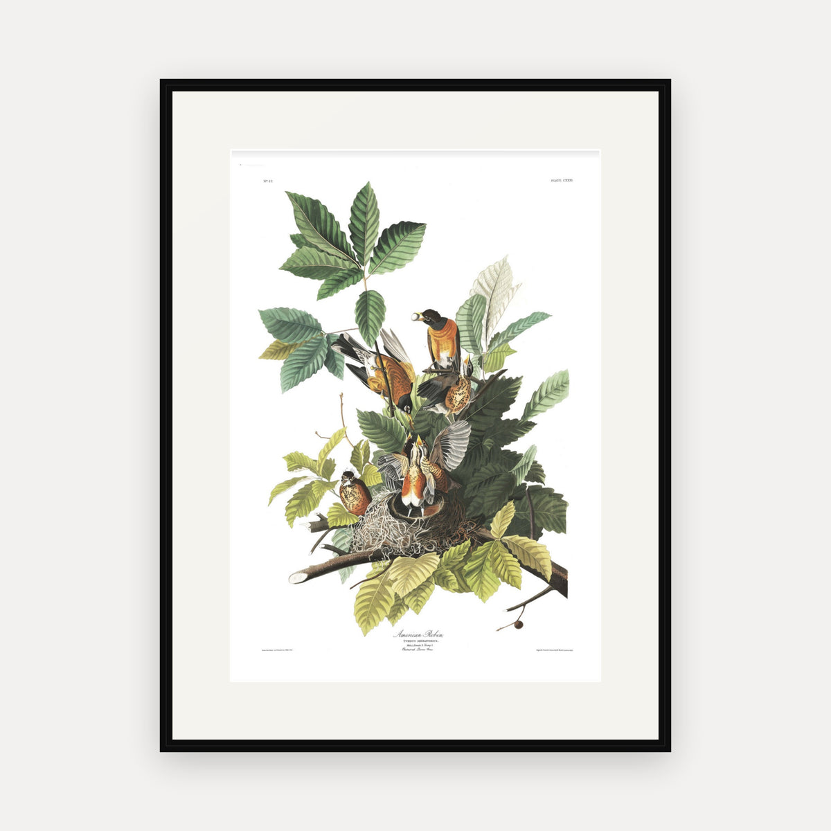 American Robin, Audubon Plate 131, mounted in a black frame
