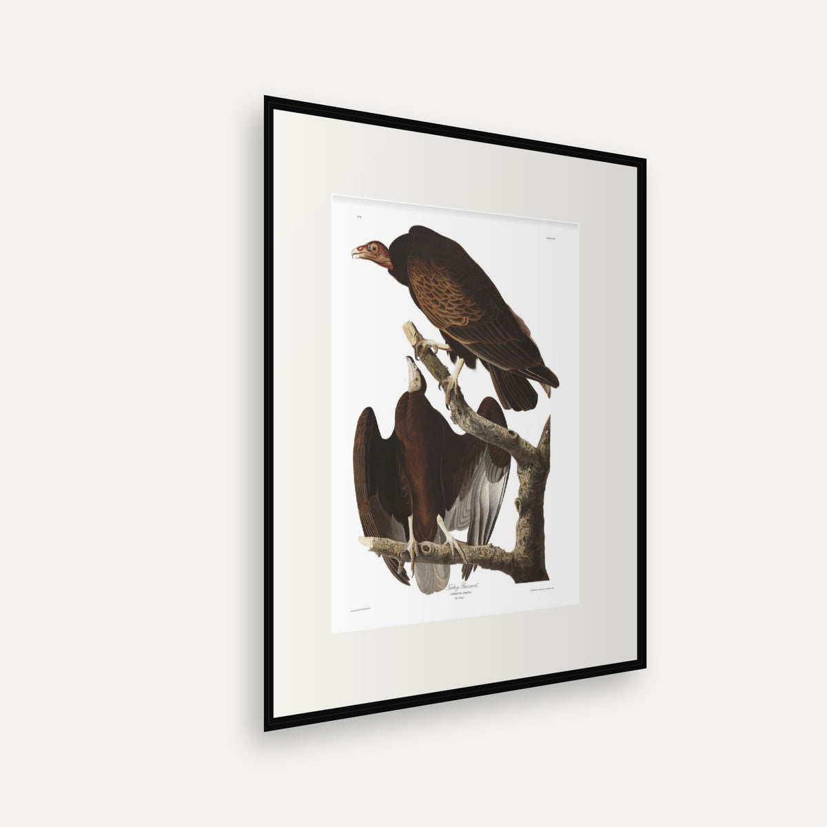 Turkey Buzzard, Audubon Plate 151, mounted in a black frame, angled view