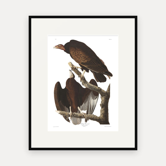 Turkey Buzzard, Audubon Plate 151, mounted in a black frame