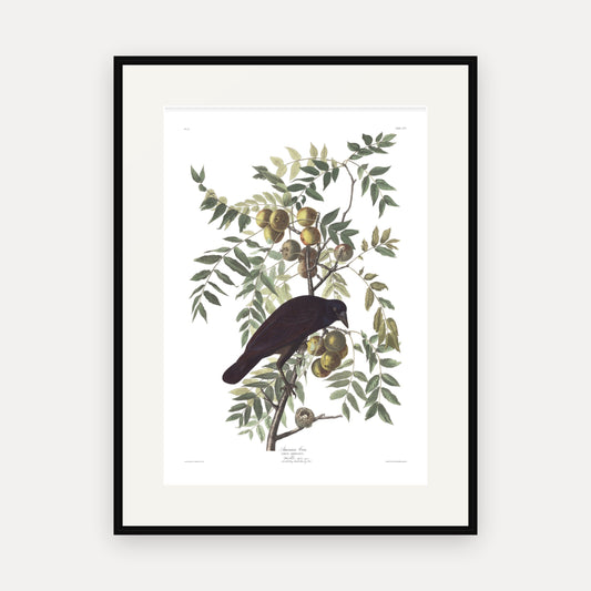 American Crow, Audubon Plate 156, mounted in a black frame