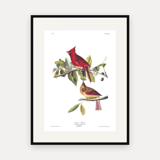 Cardinal Grosbeak, Audubon Plate 159, mounted in a black frame