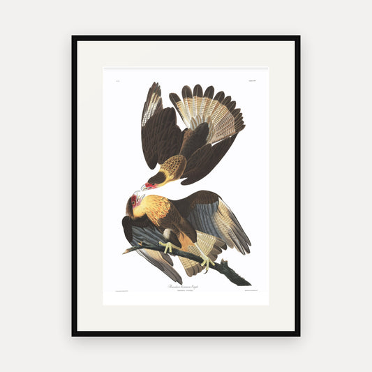 Brasilian Caracara Eagle, Audubon Plate 161, mounted in a black frame