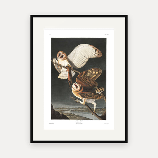 Barn Owl, Audubon Plate 171, mounted in a black frame