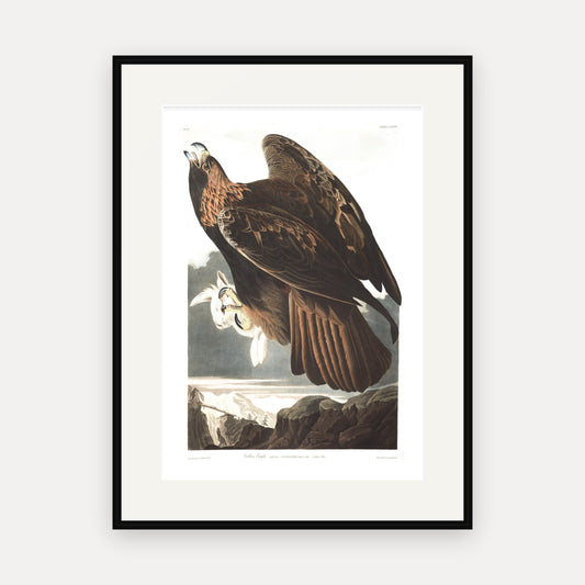 Golden Eagle, Audubon Plate 181, mounted in a black frame