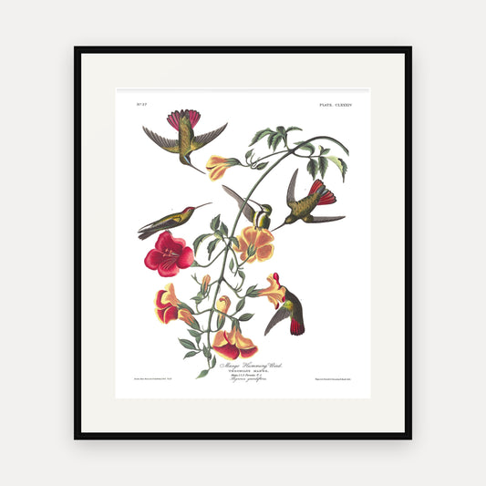 Mango Hummingbird, Audubon Plate 184, mounted in a black frame