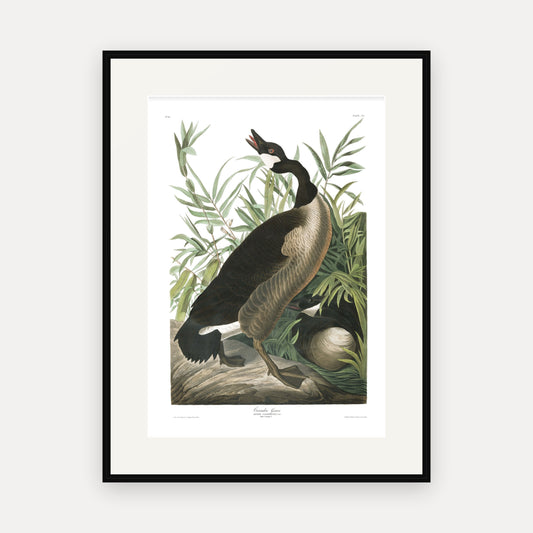 Canada Goose, Audubon Plate 201, mounted in a black frame