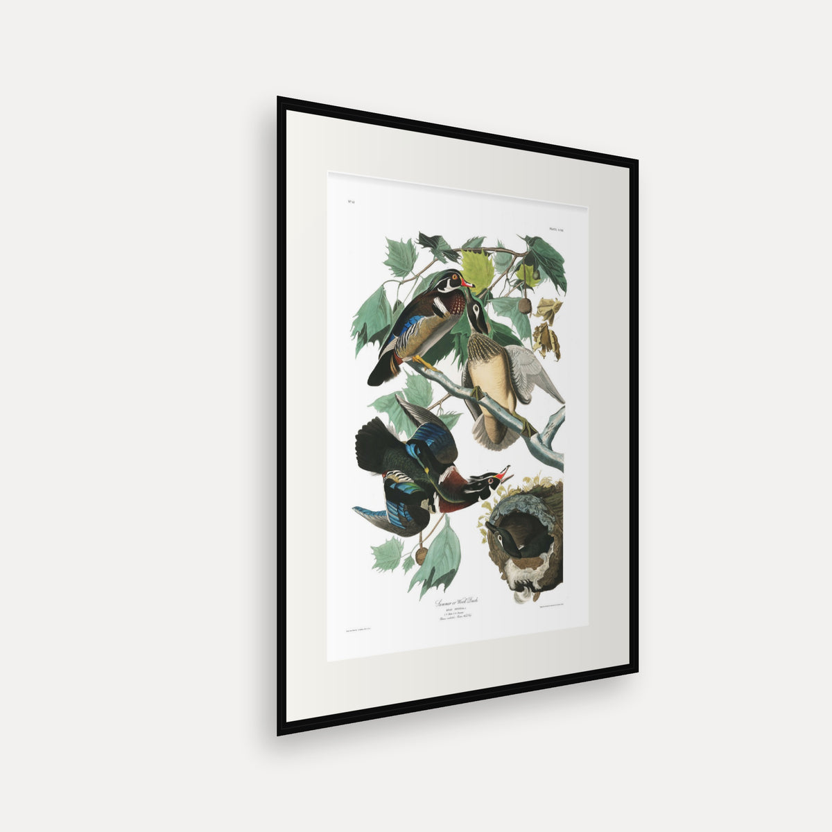 Summer, or Wood Duck, Audubon Plate 206, mounted in a black frame, angled view