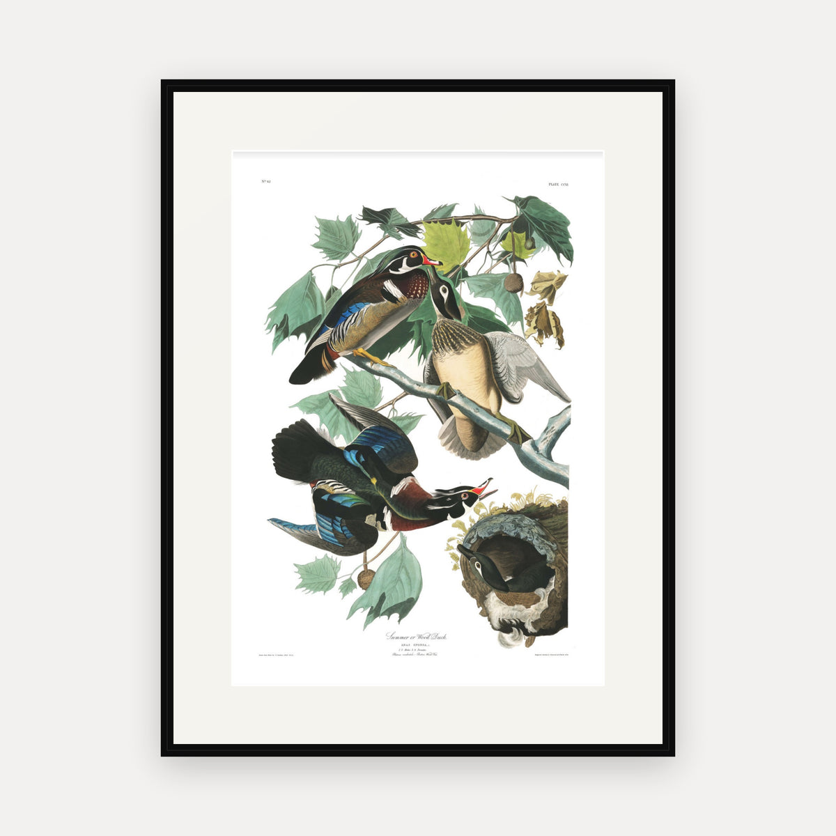 Summer, or Wood Duck, Audubon Plate 206, mounted in a black frame