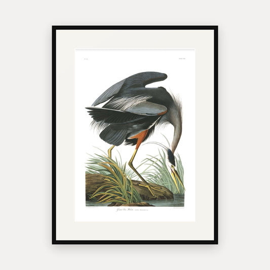 Great blue Heron, Audubon Plate 211, mounted in a black frame