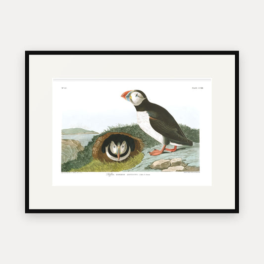 Puffin, Audubon Plate 213, mounted in a black frame