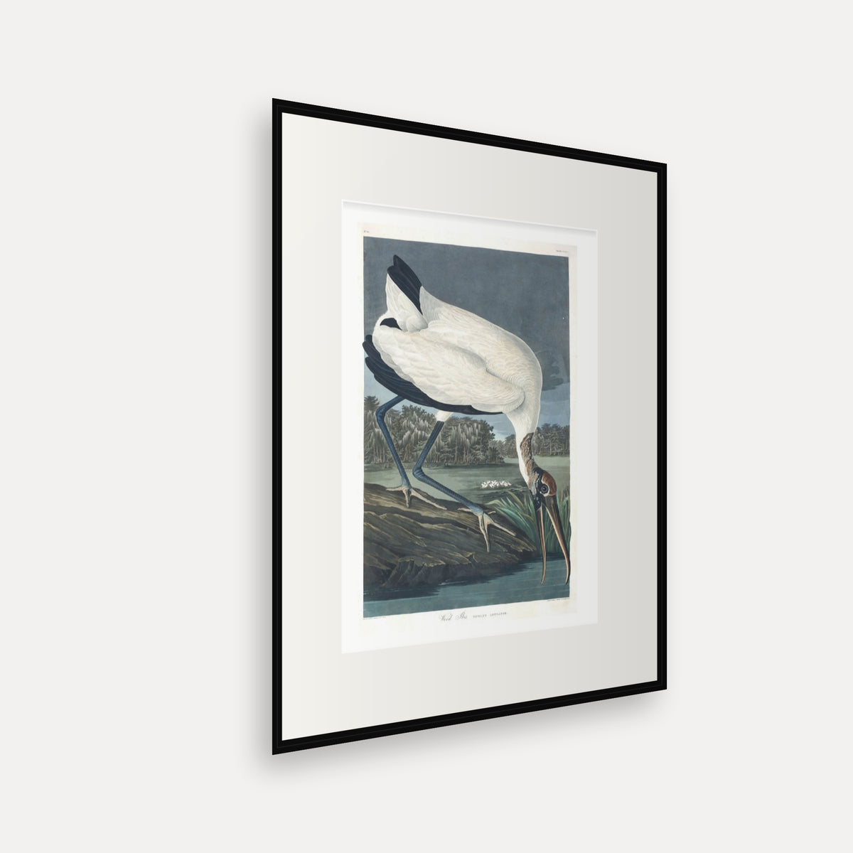 Wood Ibiss, Audubon Plate 216, mounted in a black frame, angled view