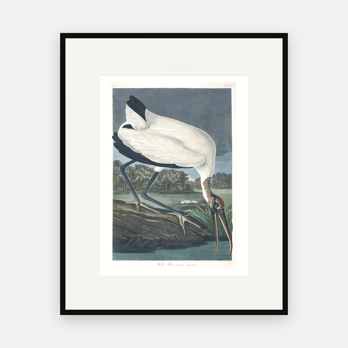 Wood Ibiss, Audubon Plate 216, mounted in a black frame