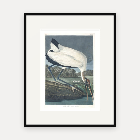 Wood Ibiss, Audubon Plate 216, mounted in a black frame