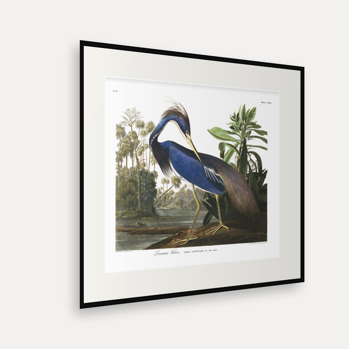 Louisiana Heron, Audubon Plate 217, mounted in a black frame, angled view