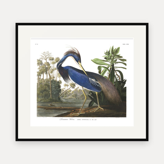 Louisiana Heron, Audubon Plate 217, mounted in a black frame