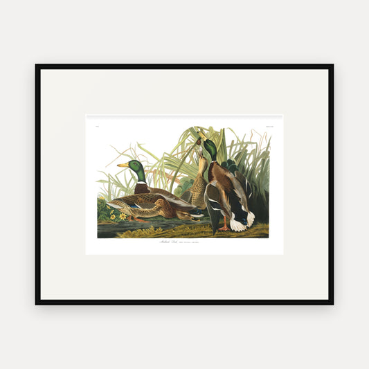 Mallard Duck, Audubon Plate 221, mounted in a black frame